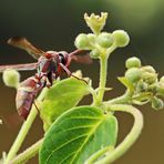 Polistes sp.