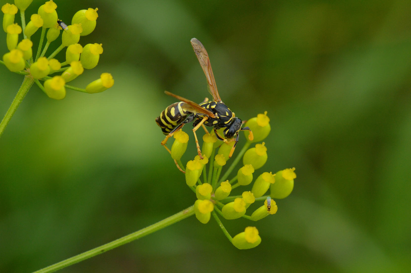 Polistes sp., Feldwespe