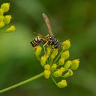 Polistes sp., Feldwespe