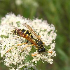 Polistes sp., Feldwespe