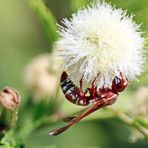 Polistes sp, Nr.1