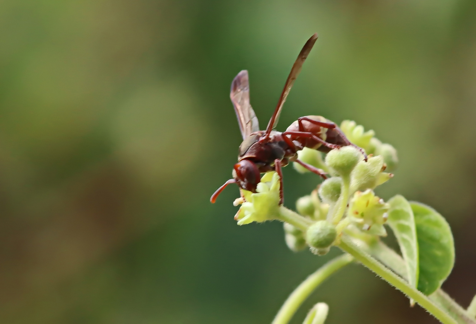 Polistes sp. Nr.1