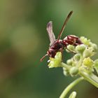 Polistes sp. Nr.1