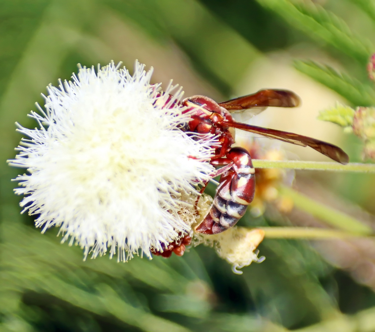 Polistes sp. Nr.2