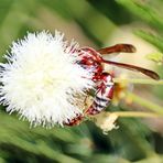 Polistes sp. Nr.2