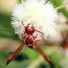 Polistes sp. Nr.3