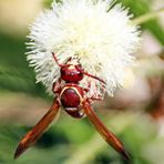 Polistes sp. Nr.3