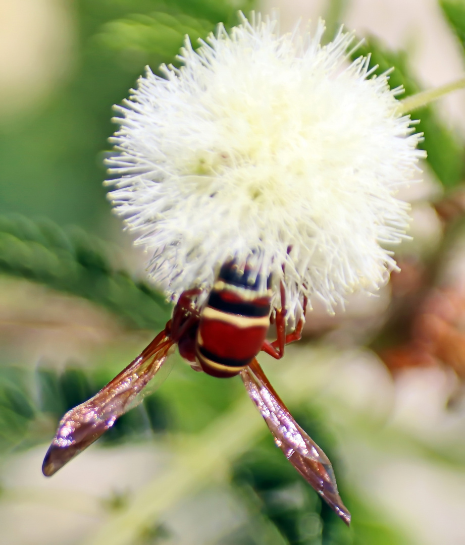 Polistes sp. Nr.4