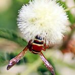 Polistes sp. Nr.4