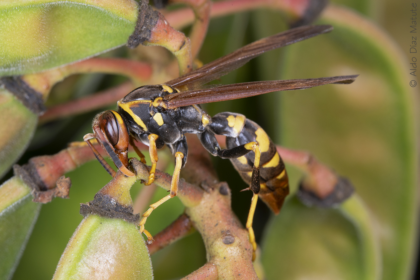 Polistes versicolor