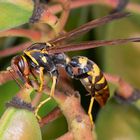 Polistes versicolor