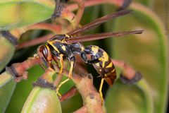 Polistes versicolor