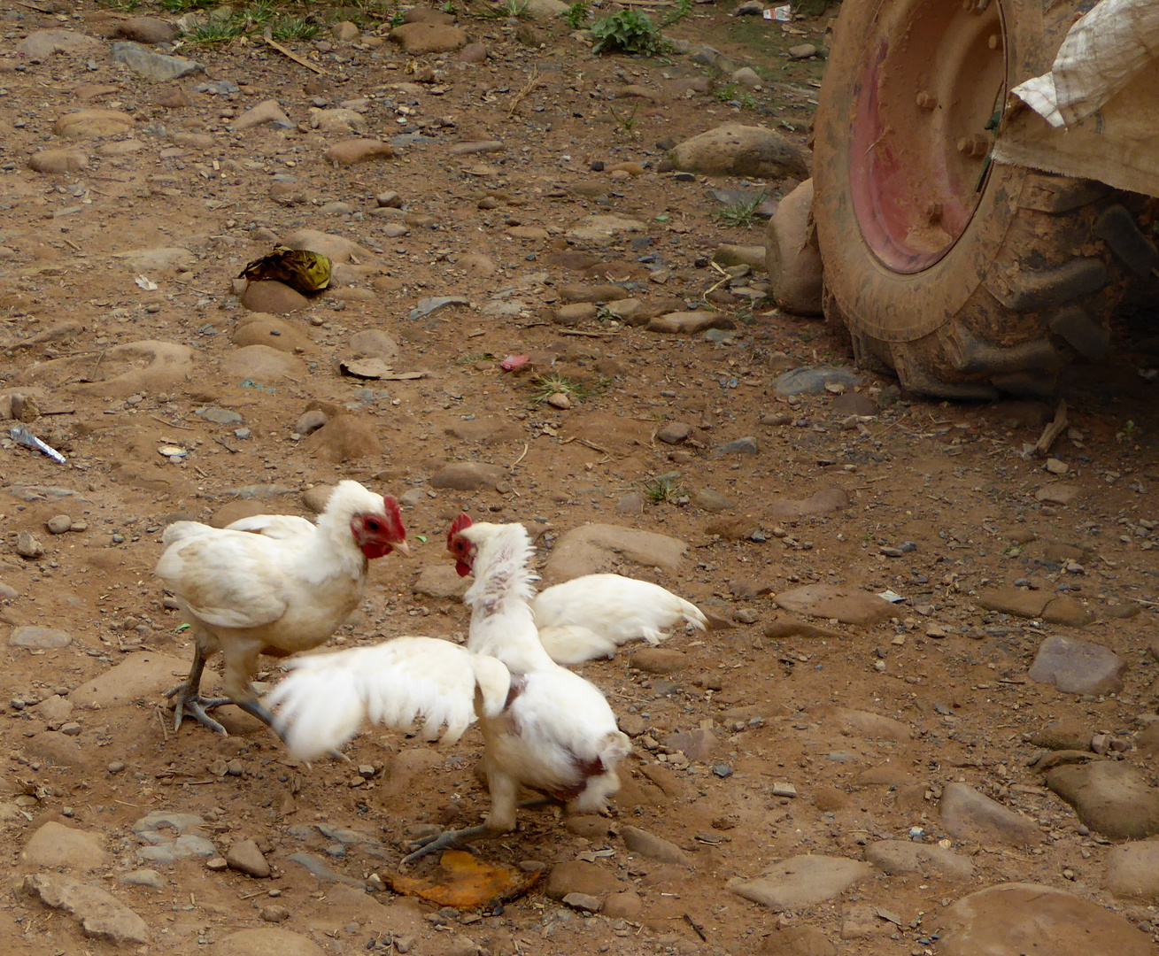 POLITIQUE, combat de poulets