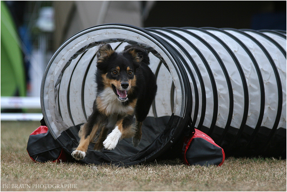 PolizeiHundeVerein Karlsruhe [3484] Foto &amp; Bild tiere, haustiere