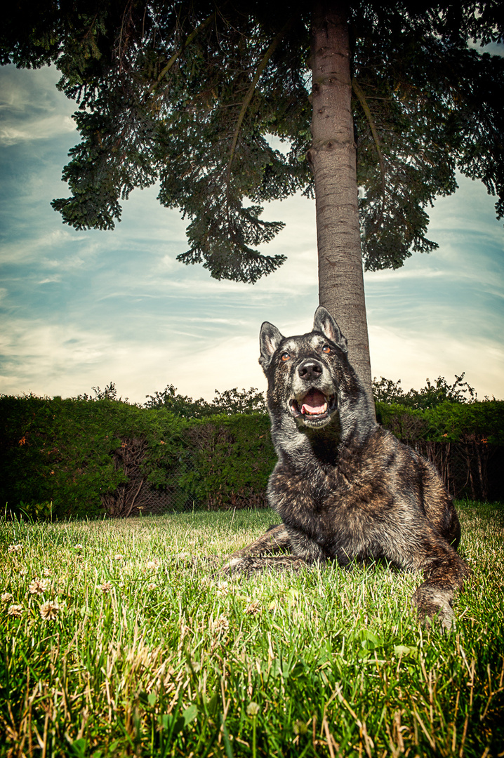 Polizeihund a.D.