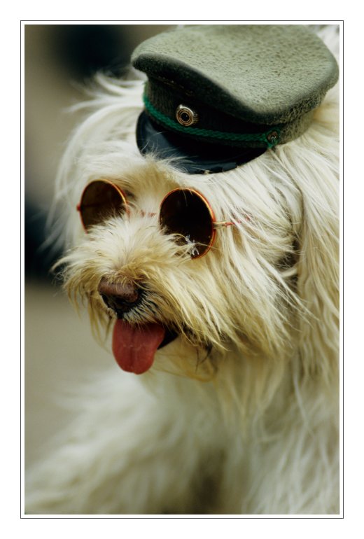 Polizeihund in Köln - Portrait