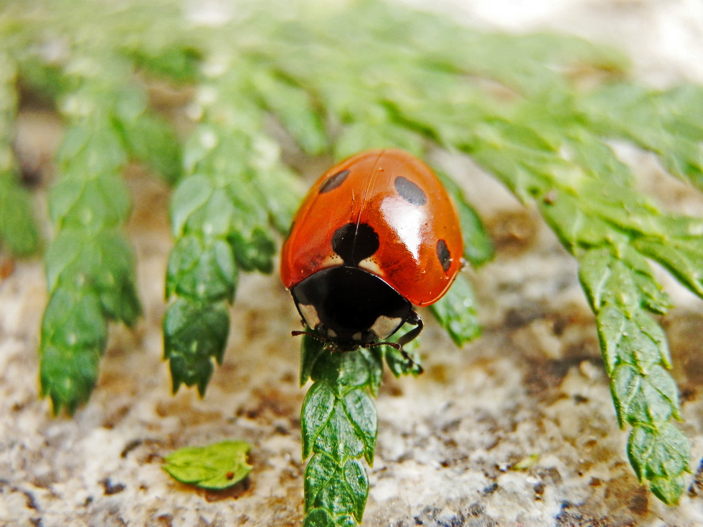 polka-dots-käfer