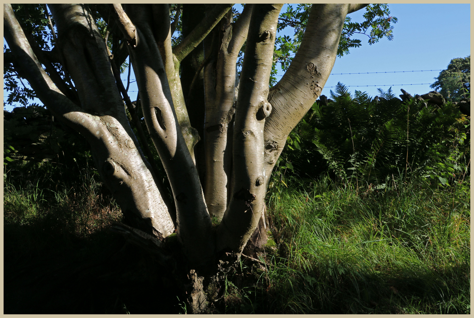 pollarded rowan tree 6 near bay bridge