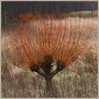 pollarded willow at westnewton