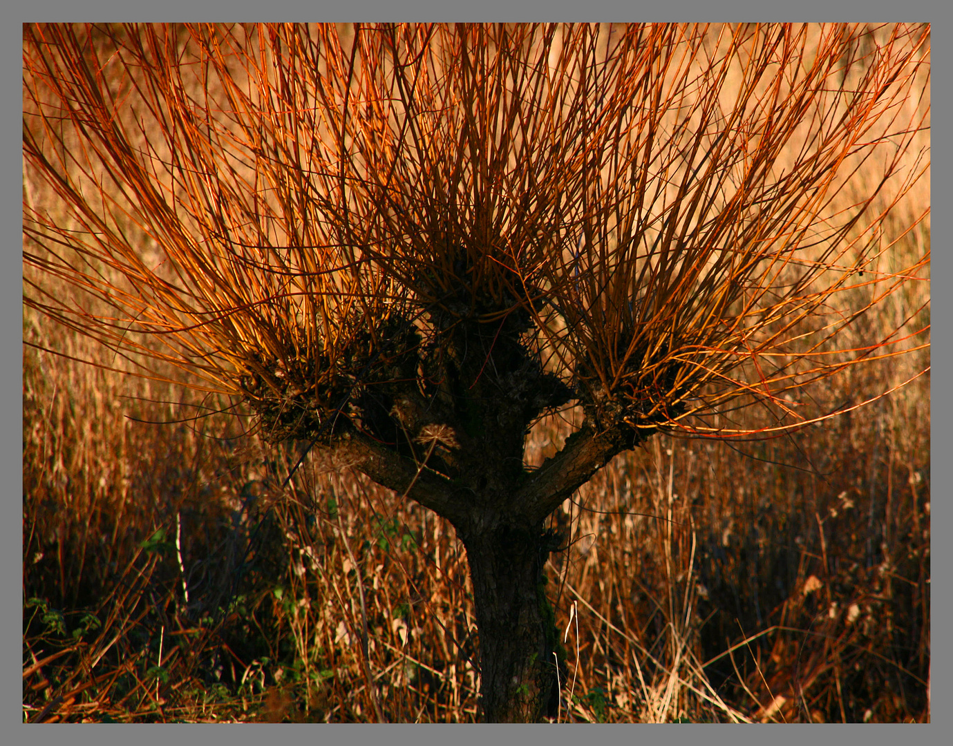 pollarded willow westnewton Northumberland