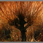 pollarded willow westnewton Northumberland