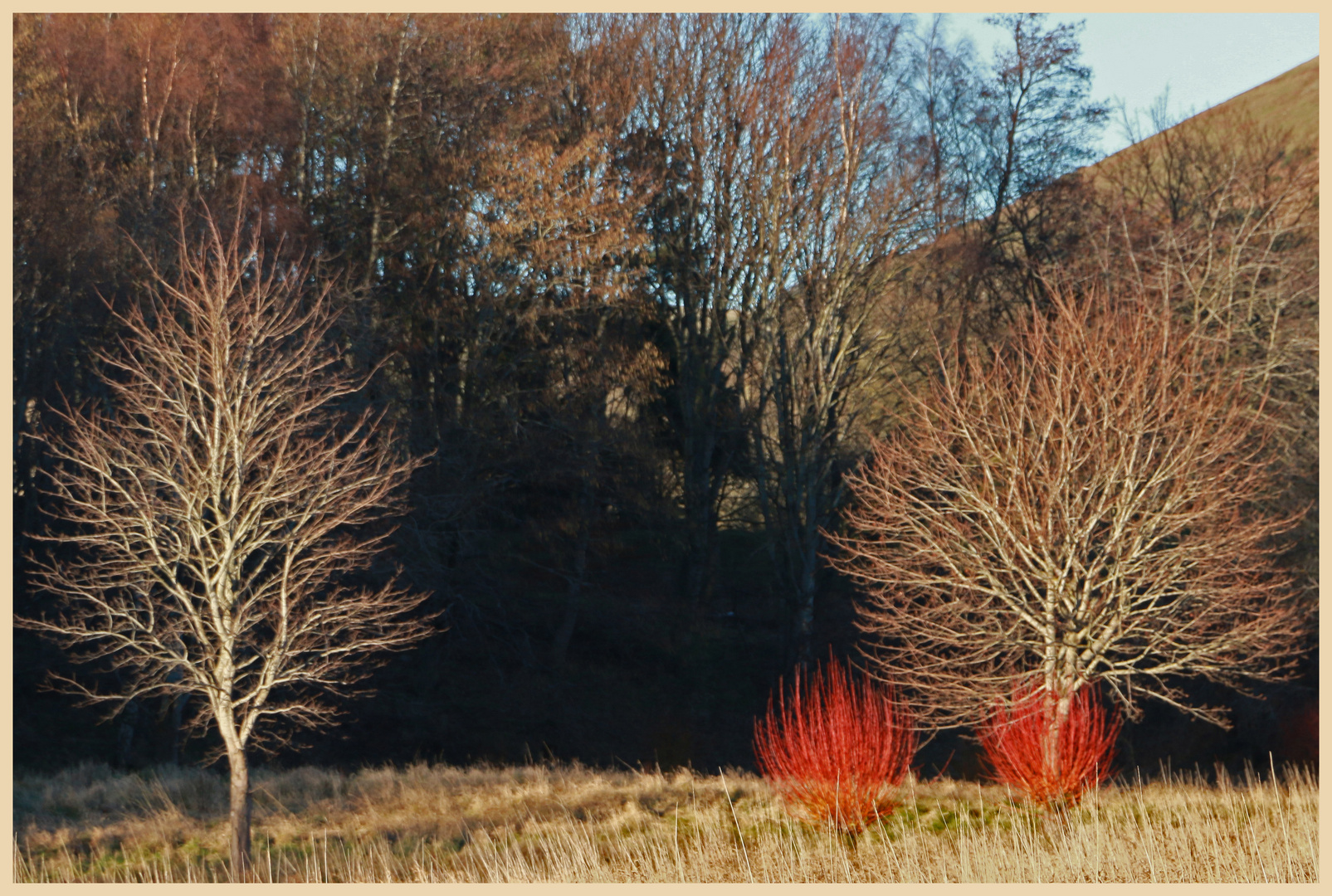 pollarded willows at westnewton 2