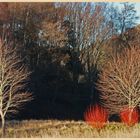 pollarded willows at westnewton 2