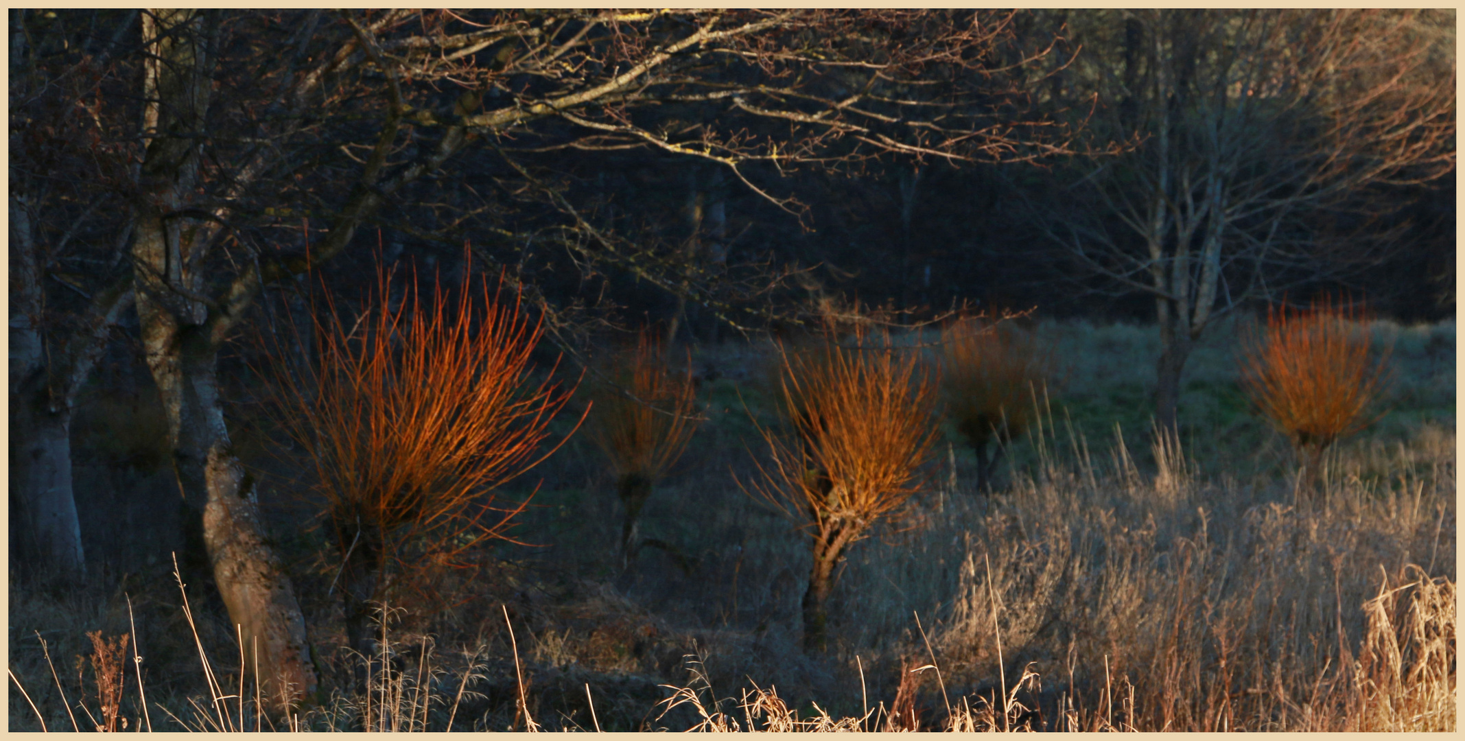 pollarded willows at westnewton 7