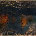 pollarded willows at westnewton 7