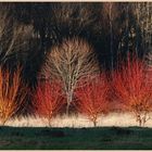 pollarded willows at westnewton