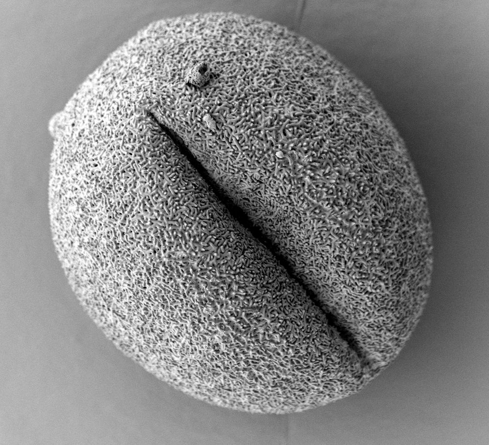 Polle 010 Foto & Bild natur, pflanze, pollen Bilder auf