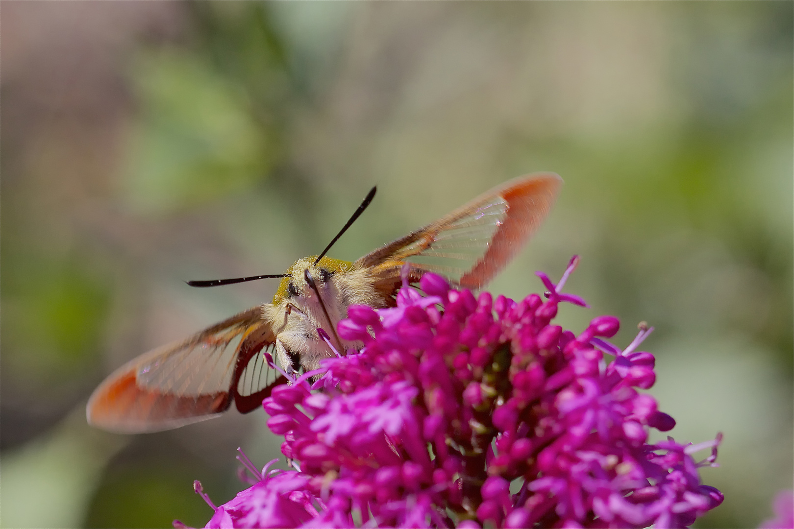 Pollen