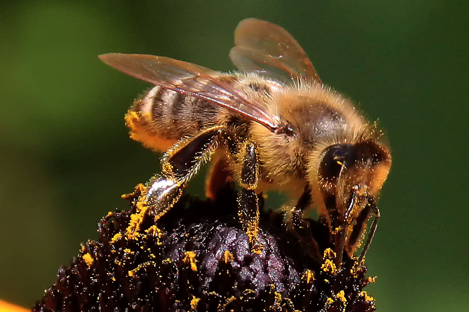 Pollen