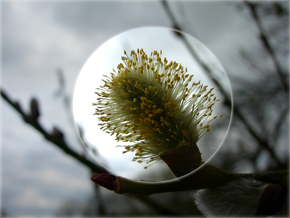 pollen