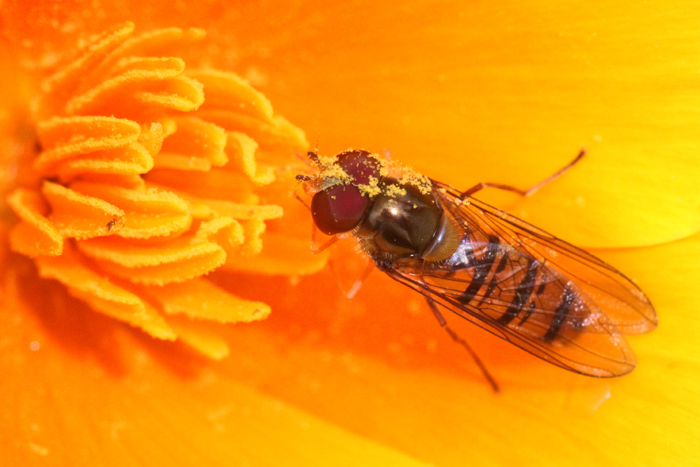 Pollen