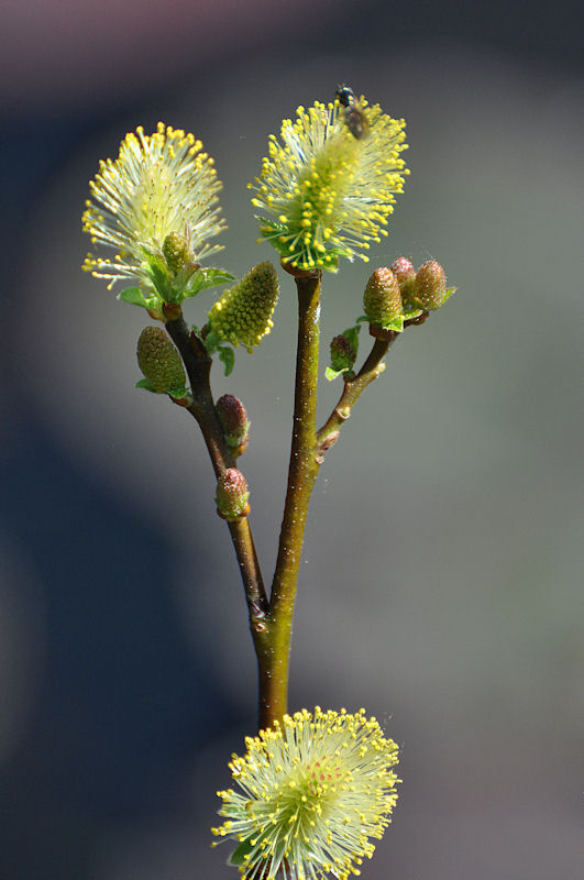 Pollen