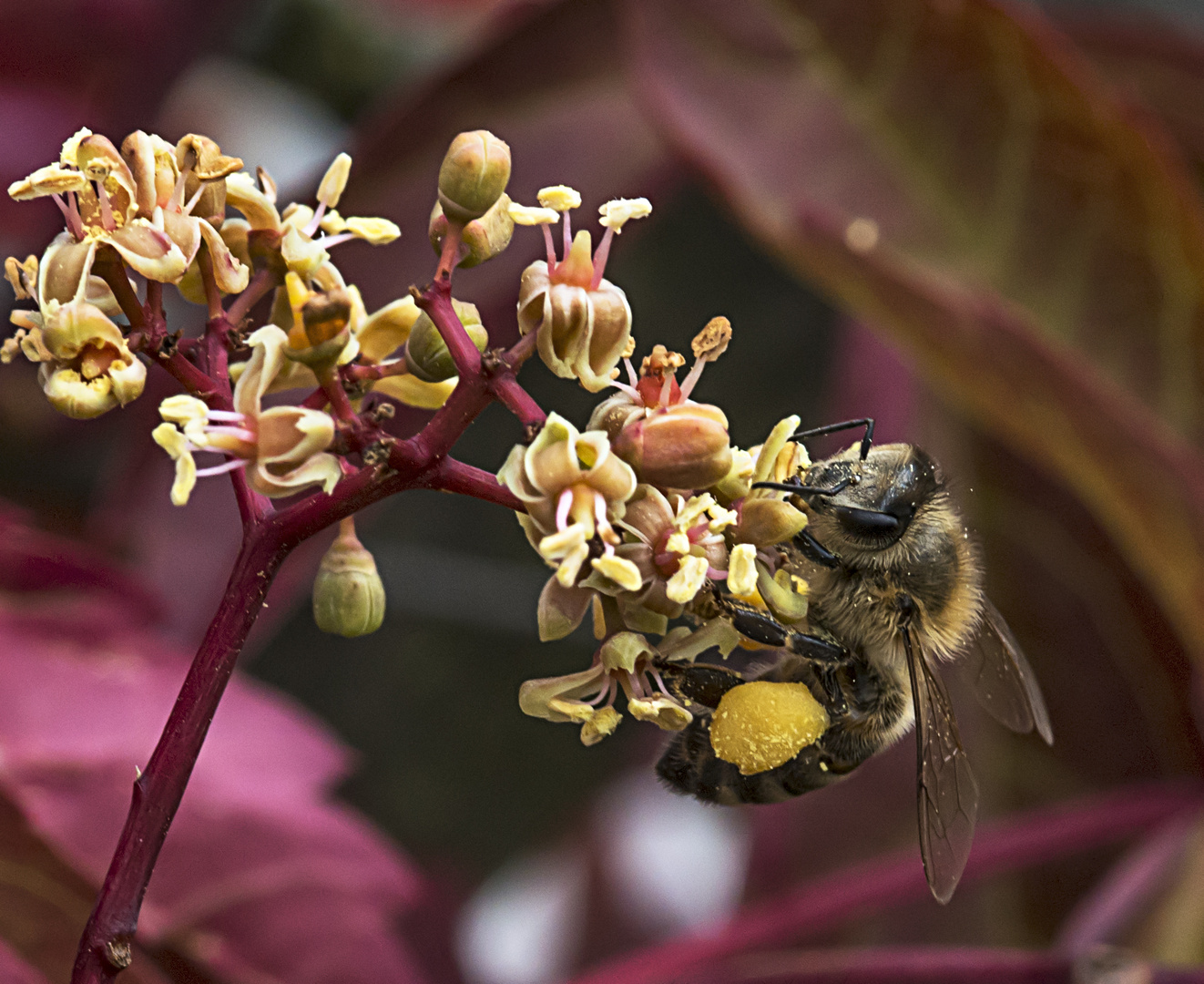 Pollen