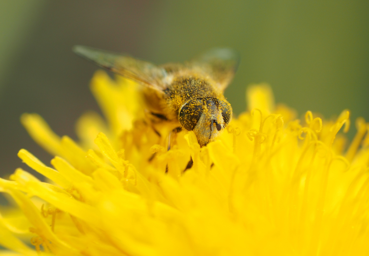 Pollen