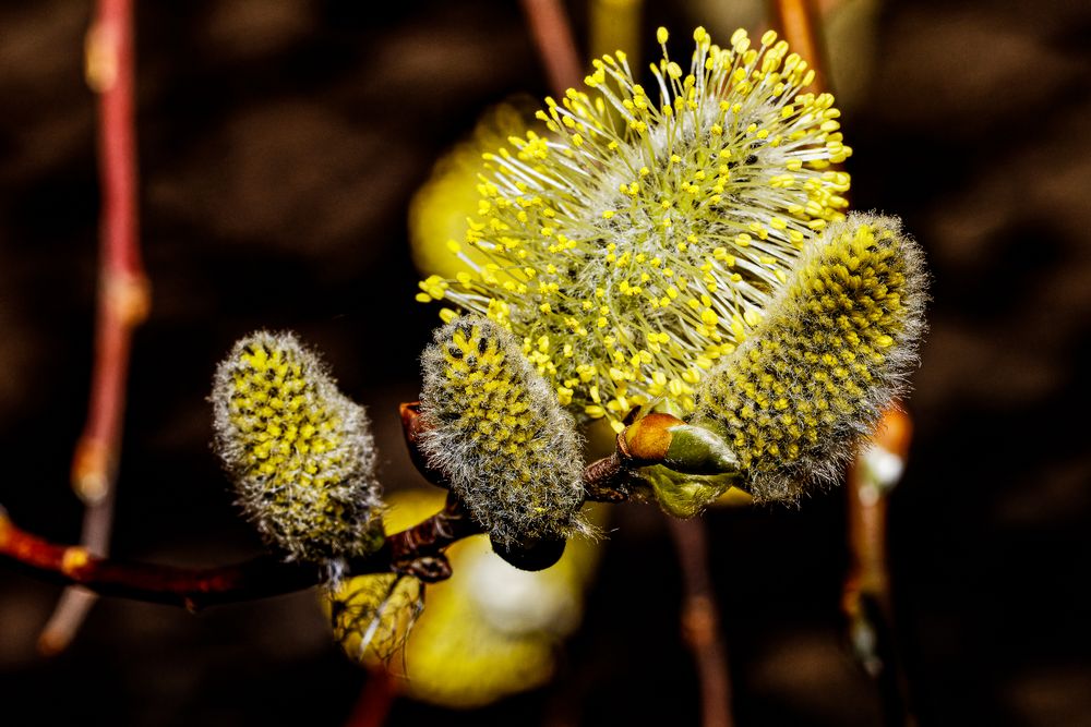 Pollen