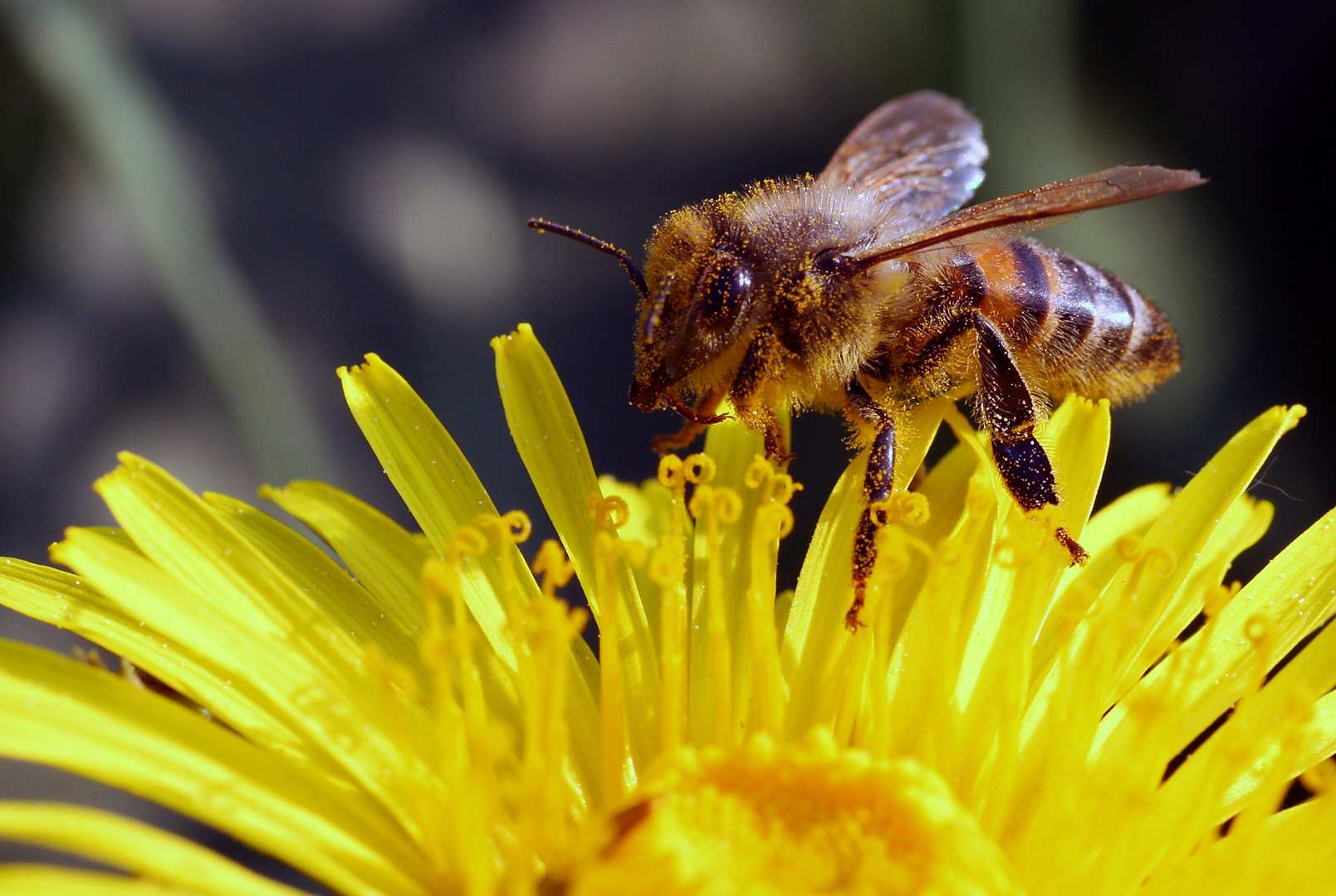 Pollen