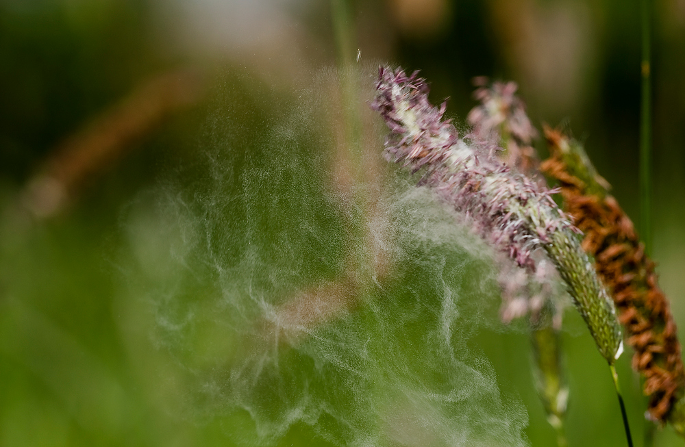 Pollen Alarm