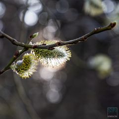 Pollen-Allergiker, Achtung.