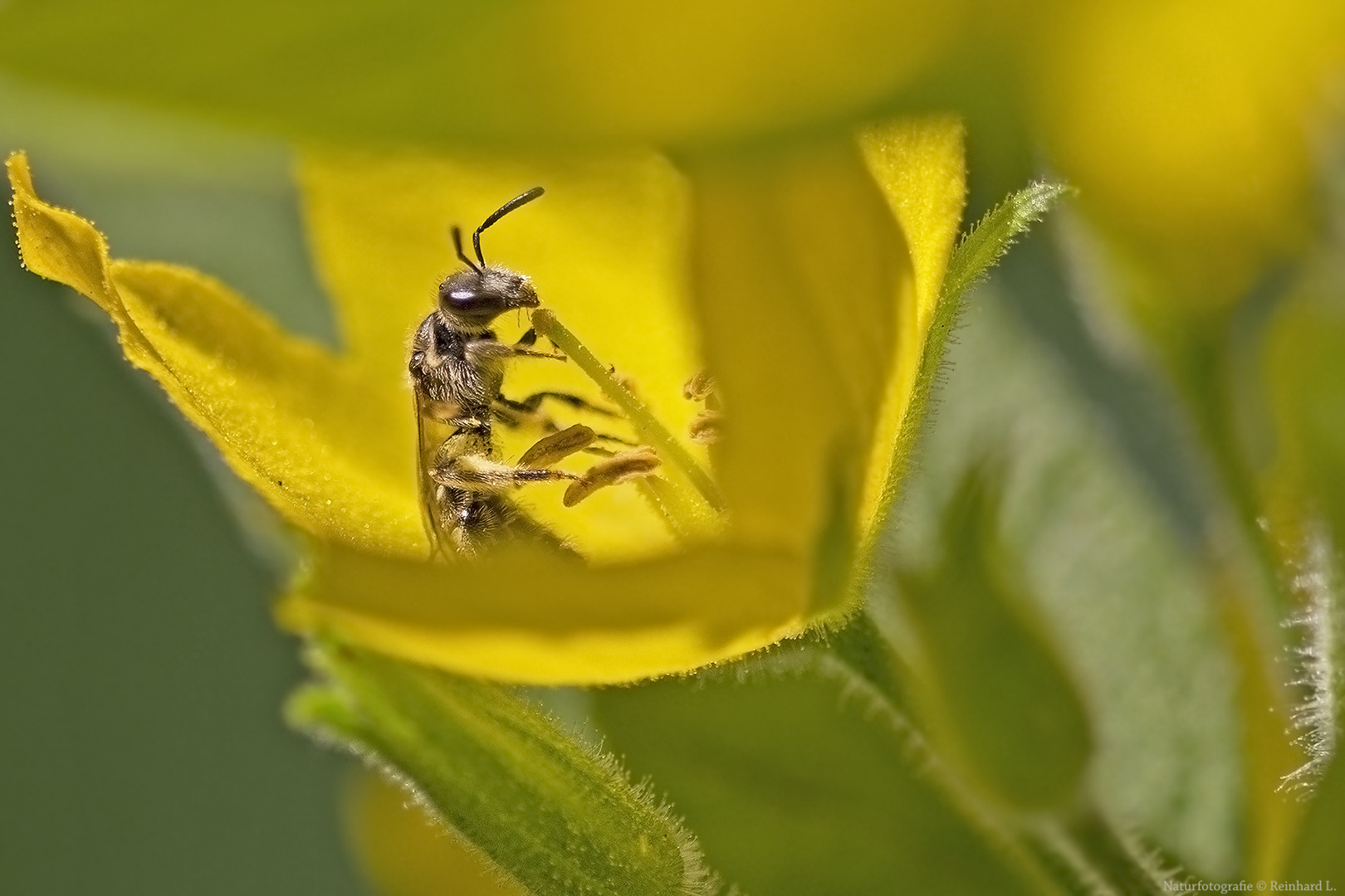 Pollen am Stiel