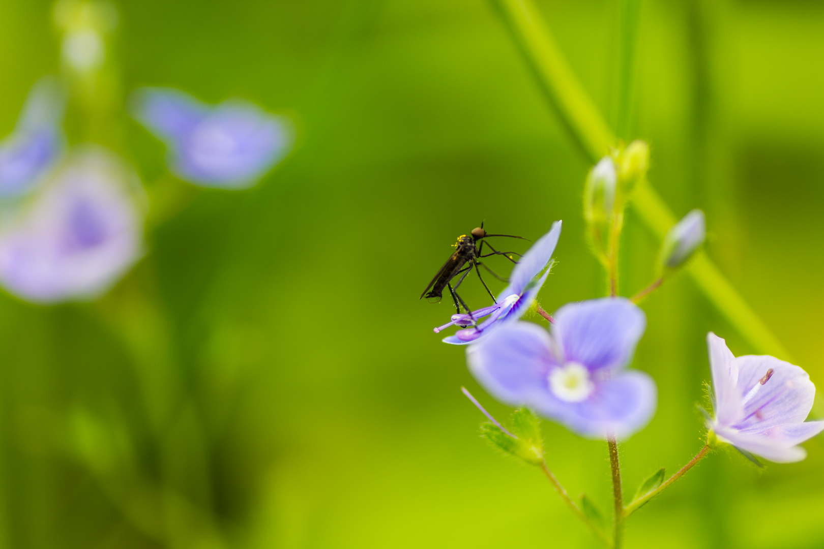 Pollen auf dem Rücken