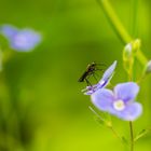 Pollen auf dem Rücken