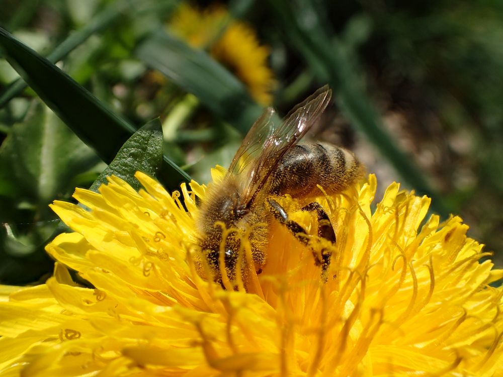 Pollen bestäubt