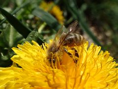 Pollen bestäubt