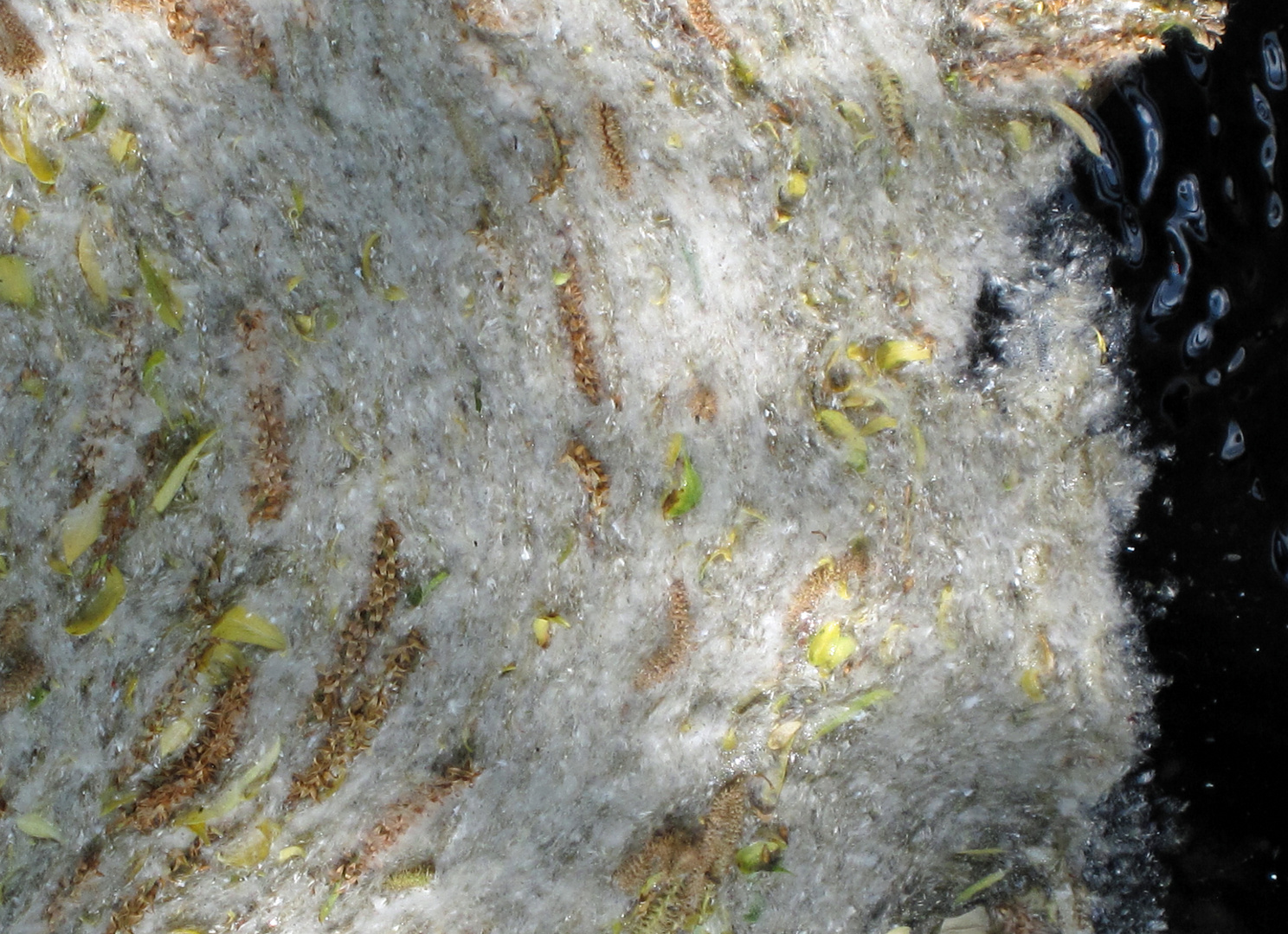 Pollen-Blüten-Blätter-Teppich