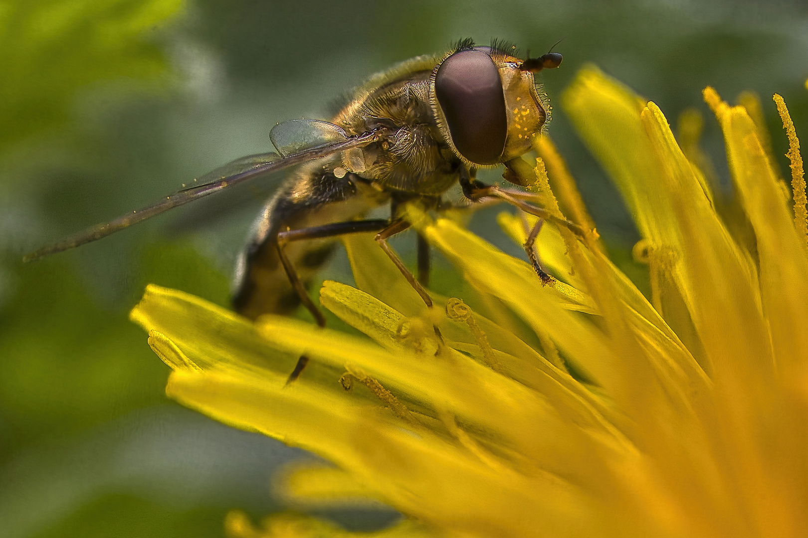 Pollen Dieb