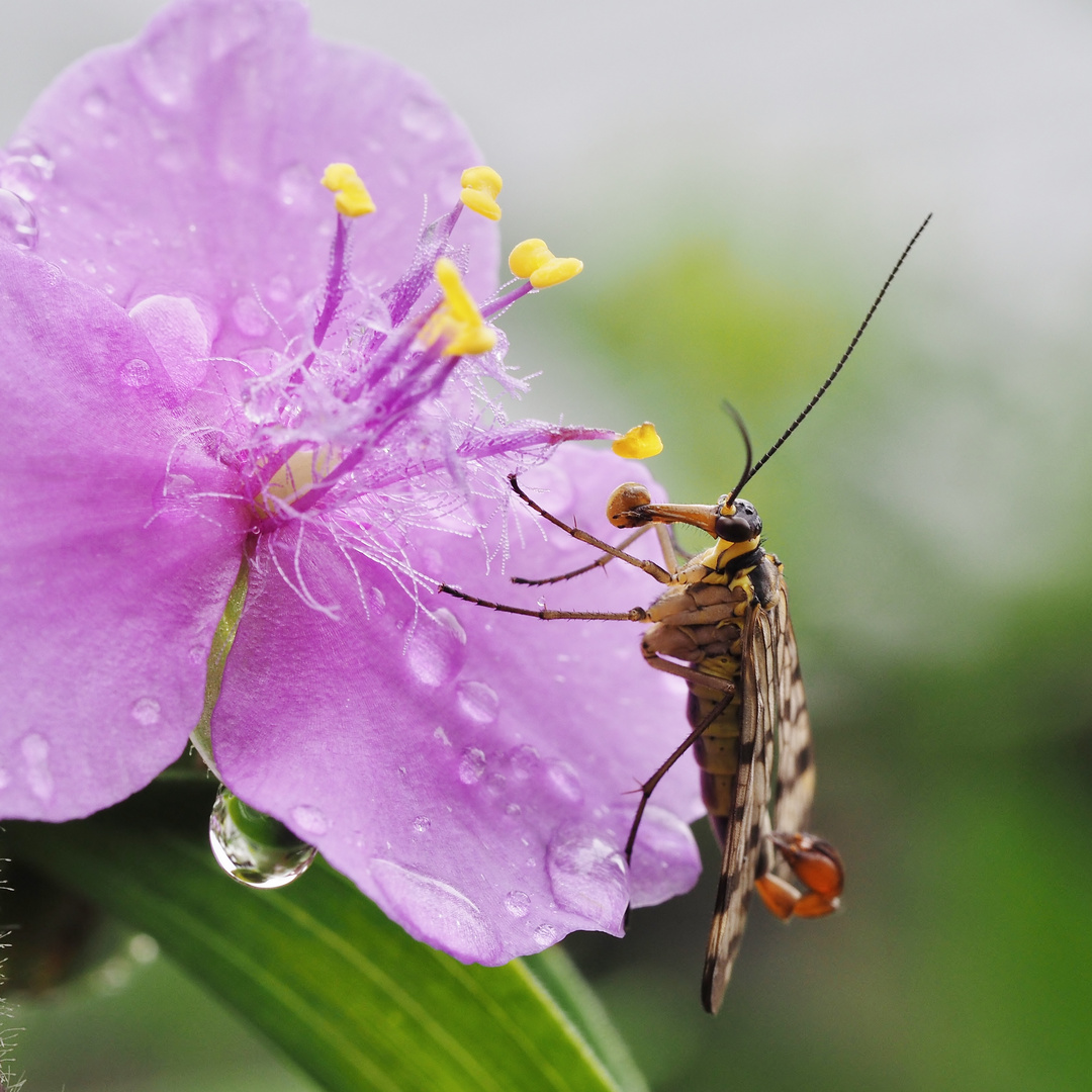 Pollen-Dieb